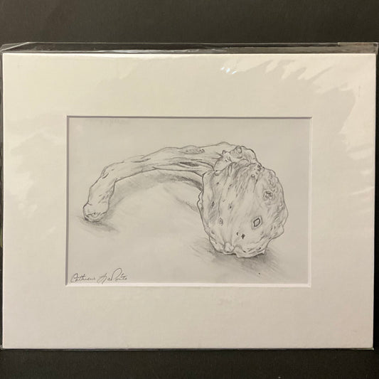“Gourd” Original Matted Drawing