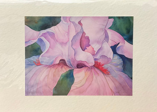 “Pink Iris” Note Card