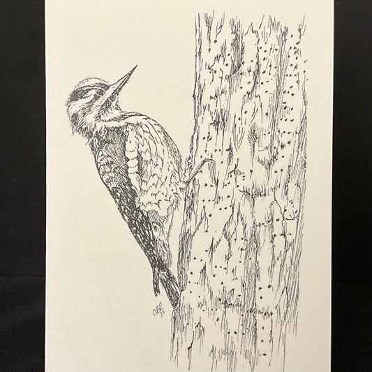 Yellow-Bellied Sapsucker Card