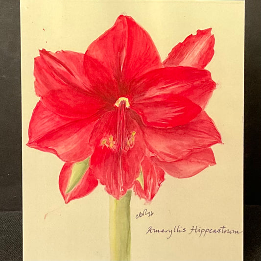 Amaryllis Hippcastrum Card