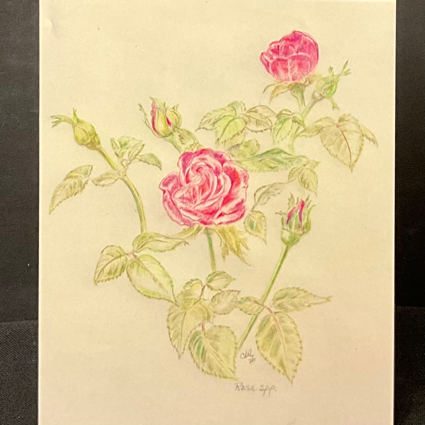 Pink Rose Card