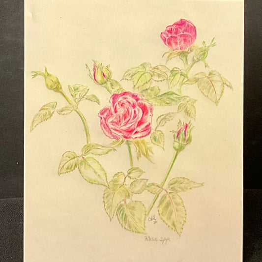 Pink Rose Card